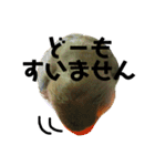 てちてちコザクラインコ2（個別スタンプ：8）