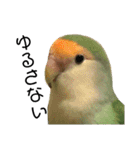 てちてちコザクラインコ2（個別スタンプ：9）