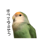 てちてちコザクラインコ2（個別スタンプ：10）