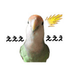 てちてちコザクラインコ2（個別スタンプ：12）