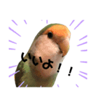 てちてちコザクラインコ2（個別スタンプ：13）