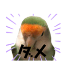 てちてちコザクラインコ2（個別スタンプ：14）