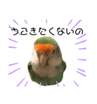 てちてちコザクラインコ2（個別スタンプ：15）