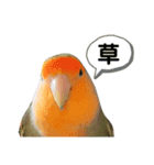 てちてちコザクラインコ2（個別スタンプ：16）