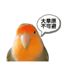 てちてちコザクラインコ2（個別スタンプ：17）
