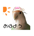てちてちコザクラインコ2（個別スタンプ：18）