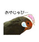 てちてちコザクラインコ2（個別スタンプ：19）