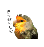 てちてちコザクラインコ2（個別スタンプ：20）