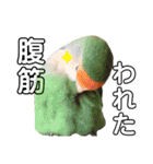 てちてちコザクラインコ2（個別スタンプ：21）