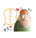 てちてちコザクラインコ2（個別スタンプ：24）