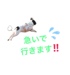 フレンチブルドッグ の ぎゅうどん 2（個別スタンプ：9）