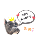 フレンチブルドッグ の ぎゅうどん 2（個別スタンプ：11）