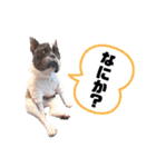 フレンチブルドッグ の ぎゅうどん 2（個別スタンプ：14）