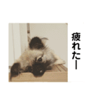 MiLK.PART3（個別スタンプ：21）