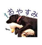 ラブラドールレトリーバーくるみ（個別スタンプ：6）