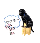ラブラドールレトリーバーくるみ（個別スタンプ：25）
