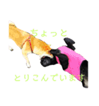 ラブラドールレトリーバーくるみ（個別スタンプ：29）