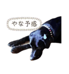 ラブラドールレトリーバーくるみ（個別スタンプ：34）