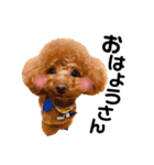 トイプードルのエイトくん③関西弁風 ver（個別スタンプ：1）