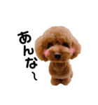 トイプードルのエイトくん③関西弁風 ver（個別スタンプ：12）