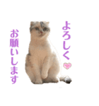 スコスコあんずちゃん♡❶（個別スタンプ：4）