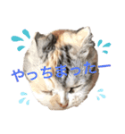 スコスコあんずちゃん♡❶（個別スタンプ：5）