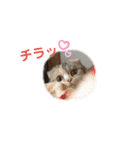スコスコあんずちゃん♡❶（個別スタンプ：12）