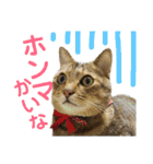 保護猫ミーくんとおともだち《第三弾》（個別スタンプ：1）
