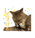 保護猫ミーくんとおともだち《第三弾》（個別スタンプ：2）