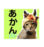 保護猫ミーくんとおともだち《第三弾》（個別スタンプ：4）