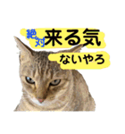 保護猫ミーくんとおともだち《第三弾》（個別スタンプ：6）