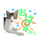 保護猫ミーくんとおともだち《第三弾》（個別スタンプ：7）