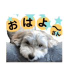 保護猫ミーくんとおともだち《第三弾》（個別スタンプ：8）
