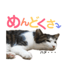 保護猫ミーくんとおともだち《第三弾》（個別スタンプ：10）
