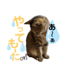 保護猫ミーくんとおともだち《第三弾》（個別スタンプ：11）