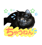 保護猫ミーくんとおともだち《第三弾》（個別スタンプ：12）
