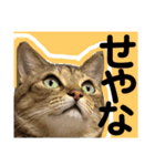 保護猫ミーくんとおともだち《第三弾》（個別スタンプ：13）