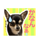保護猫ミーくんとおともだち《第三弾》（個別スタンプ：14）