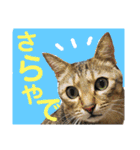 保護猫ミーくんとおともだち《第三弾》（個別スタンプ：15）