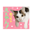 保護猫ミーくんとおともだち《第三弾》（個別スタンプ：16）