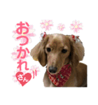 保護猫ミーくんとおともだち《第三弾》（個別スタンプ：17）