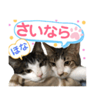 保護猫ミーくんとおともだち《第三弾》（個別スタンプ：18）