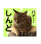 保護猫ミーくんとおともだち《第三弾》（個別スタンプ：19）