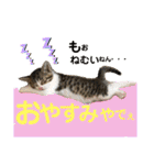 保護猫ミーくんとおともだち《第三弾》（個別スタンプ：21）