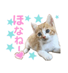 保護猫ミーくんとおともだち《第三弾》（個別スタンプ：22）