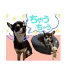 保護猫ミーくんとおともだち《第三弾》（個別スタンプ：23）