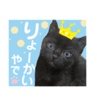 保護猫ミーくんとおともだち《第三弾》（個別スタンプ：24）