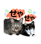 保護猫ミーくんとおともだち《第三弾》（個別スタンプ：25）