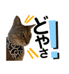 保護猫ミーくんとおともだち《第三弾》（個別スタンプ：26）