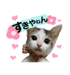 保護猫ミーくんとおともだち《第三弾》（個別スタンプ：27）